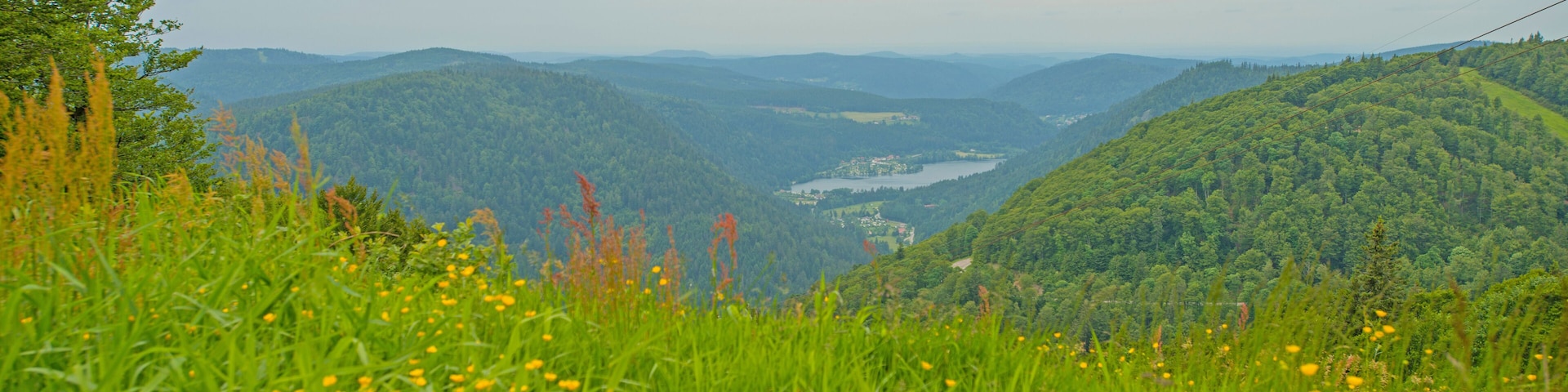 Meadows in mountains in summer