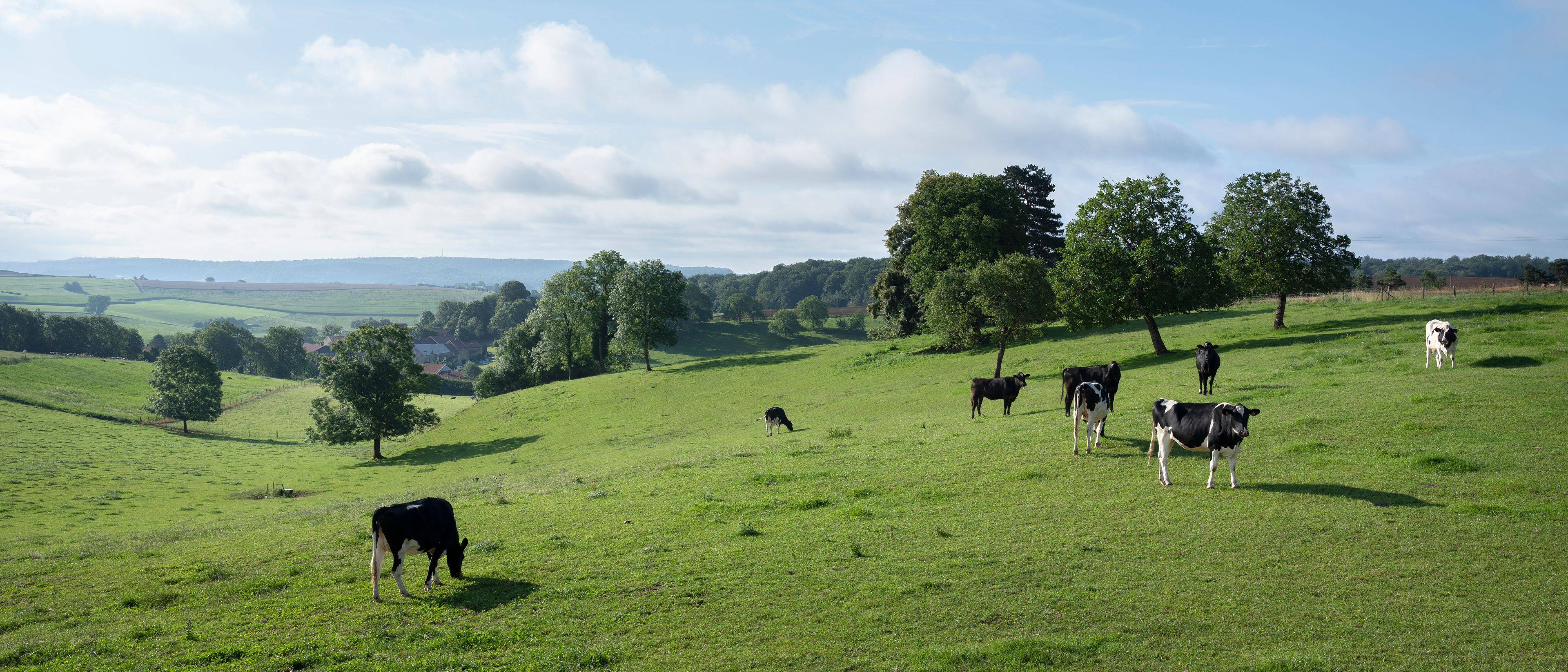 A green field with cows grazing, trees, and a distant view of houses.