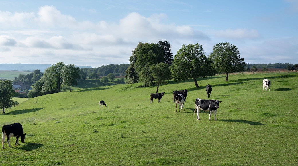 A green field with cows grazing, trees, and a distant view of houses.