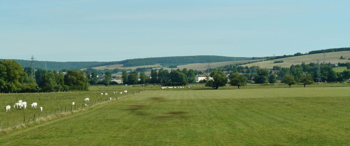 A rural landscape with a green field, a herd of sheep, and a few trees.