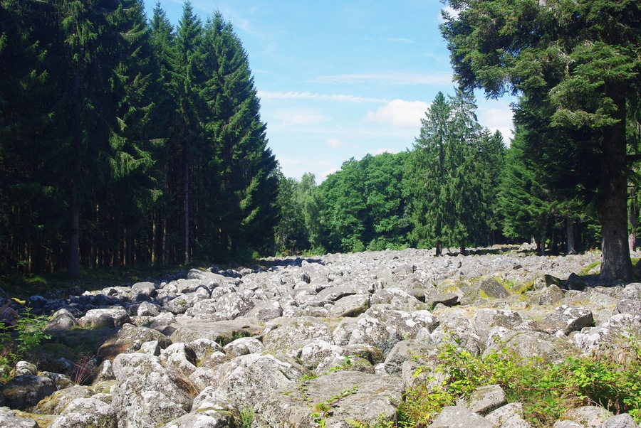 A rocky terrain with dense coniferous trees.