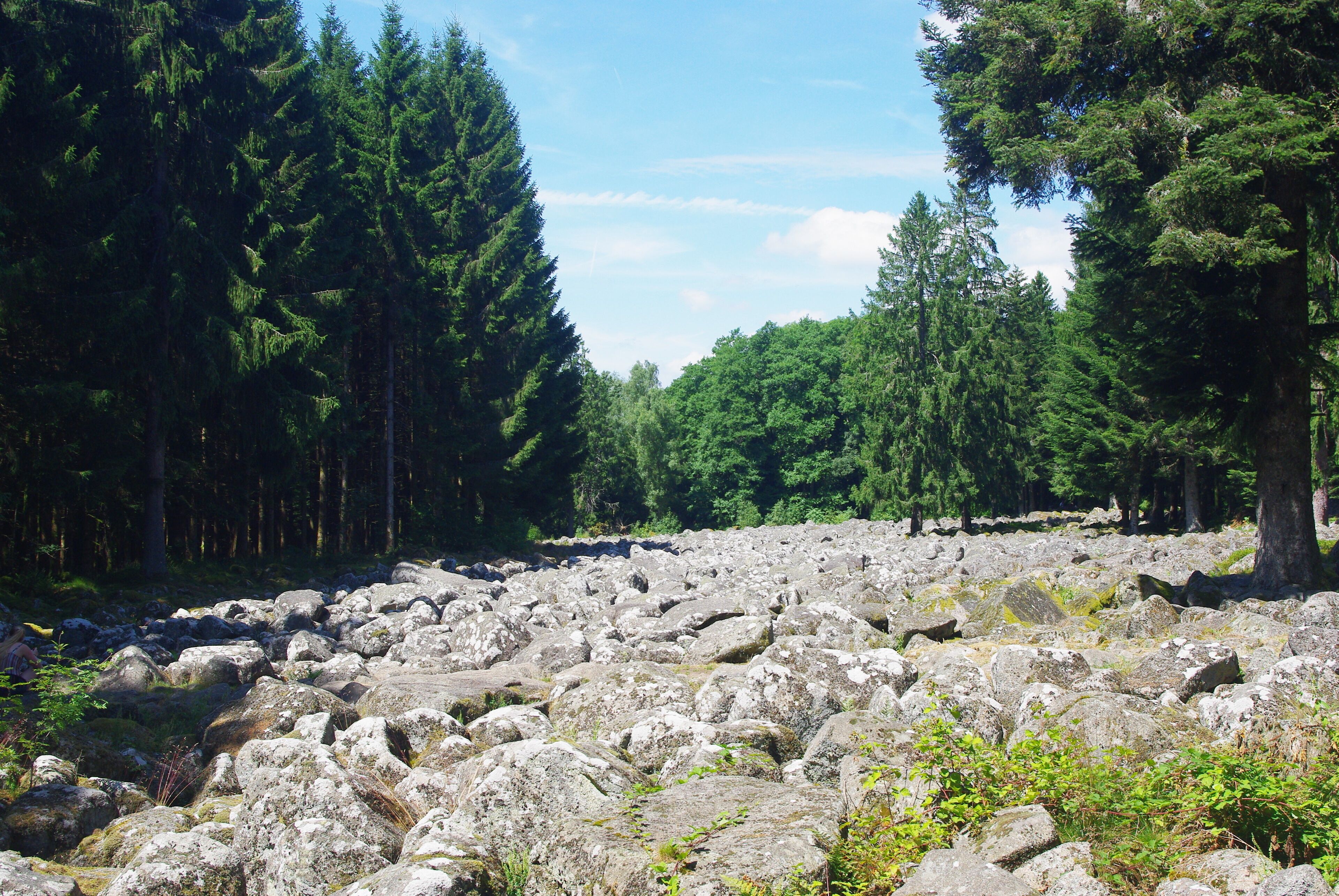A rocky terrain with dense coniferous trees.