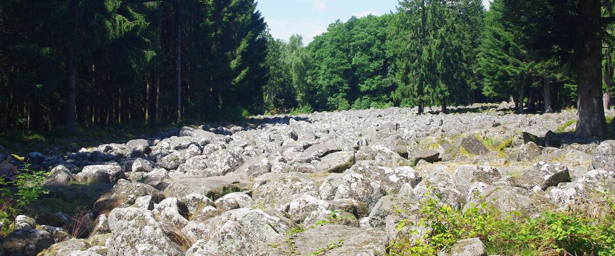A rocky terrain with dense coniferous trees.