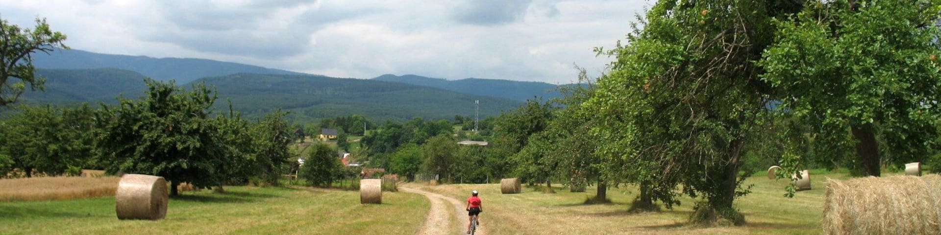 Fields (looking West)
