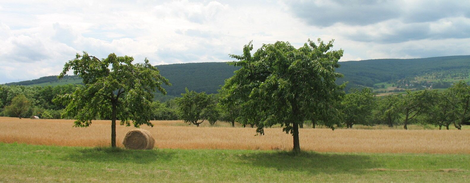 Field (looking South)