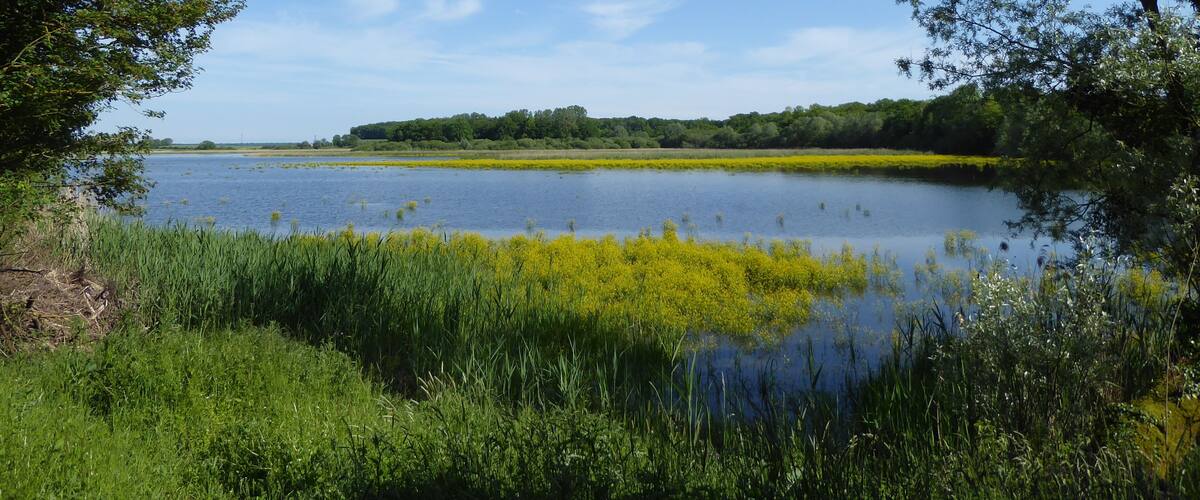 A calm lake surrounded by lush greenery and trees.