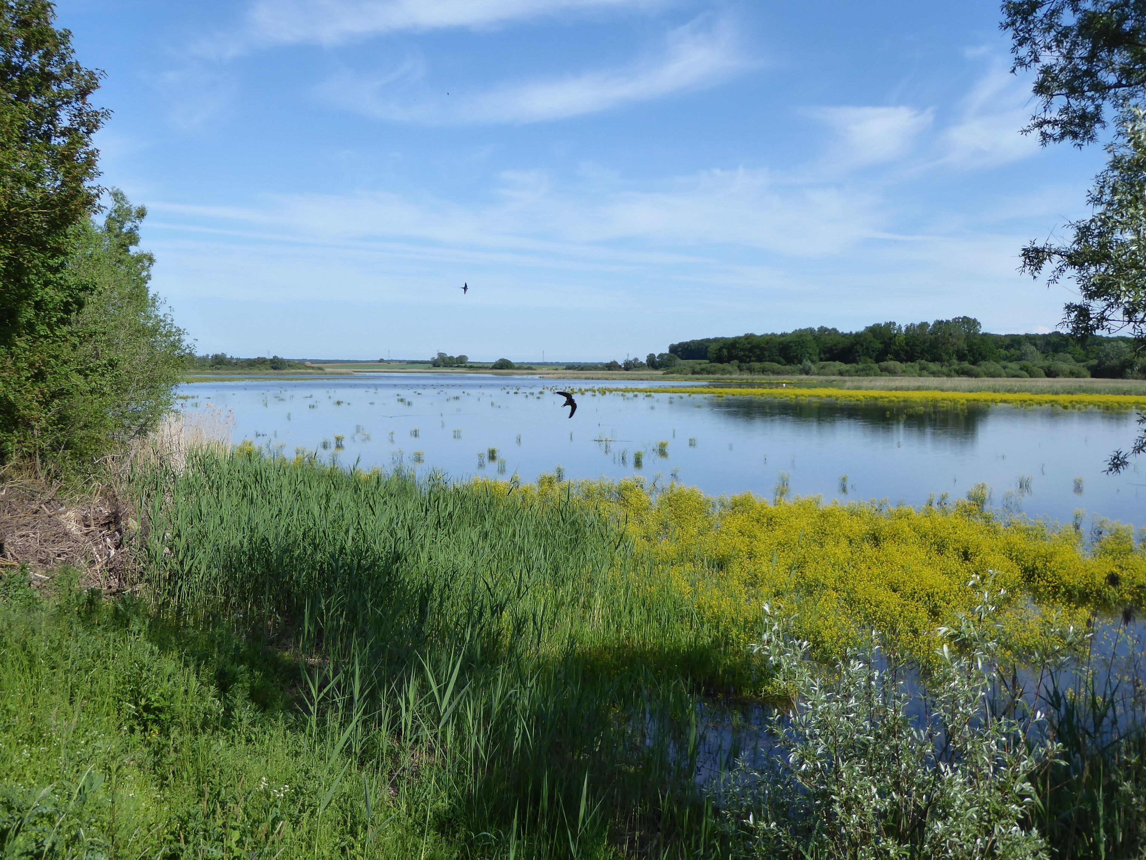 Vue sur l'étang d'Amel depuis l'observatoire nord dans la réserve naturelle régionale de l'étang d'Amel.