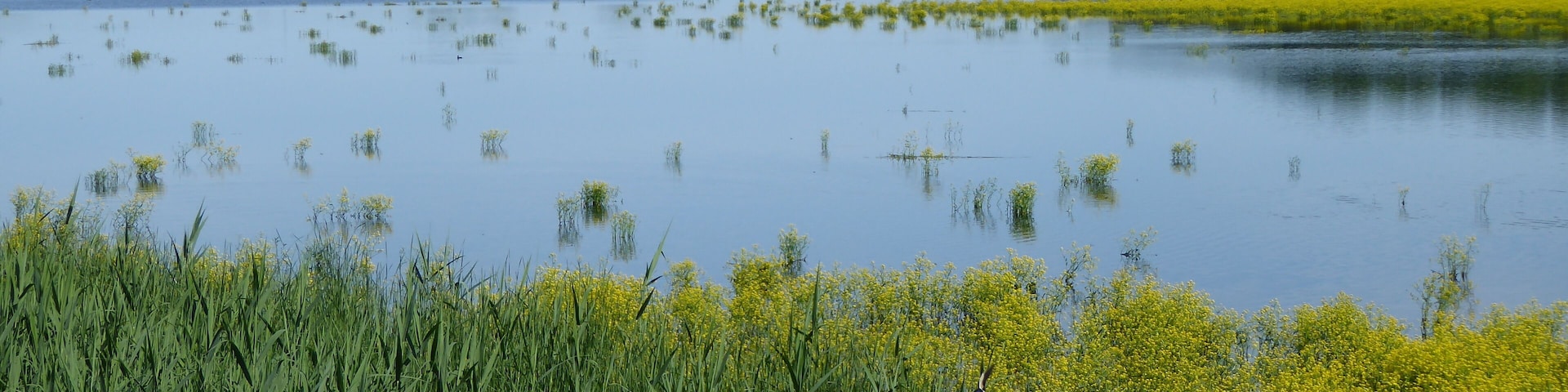 Vue sur l'étang d'Amel depuis l'observatoire nord dans la réserve naturelle régionale de l'étang d'Amel.