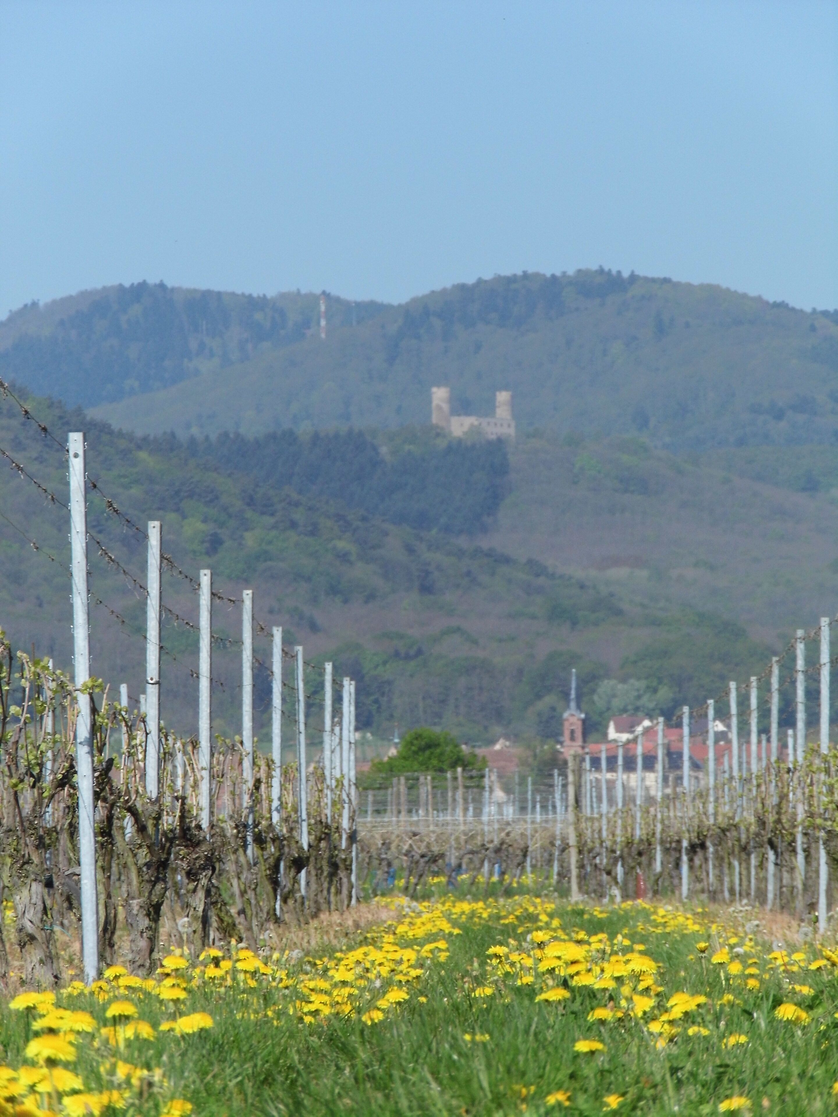 A vineyard with yellow flowers in the foreground, a barbed wire fence, and a castle on a hill in the background.