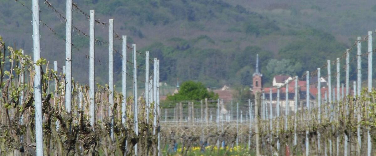 A vineyard with yellow flowers in the foreground, a barbed wire fence, and a castle on a hill in the background.