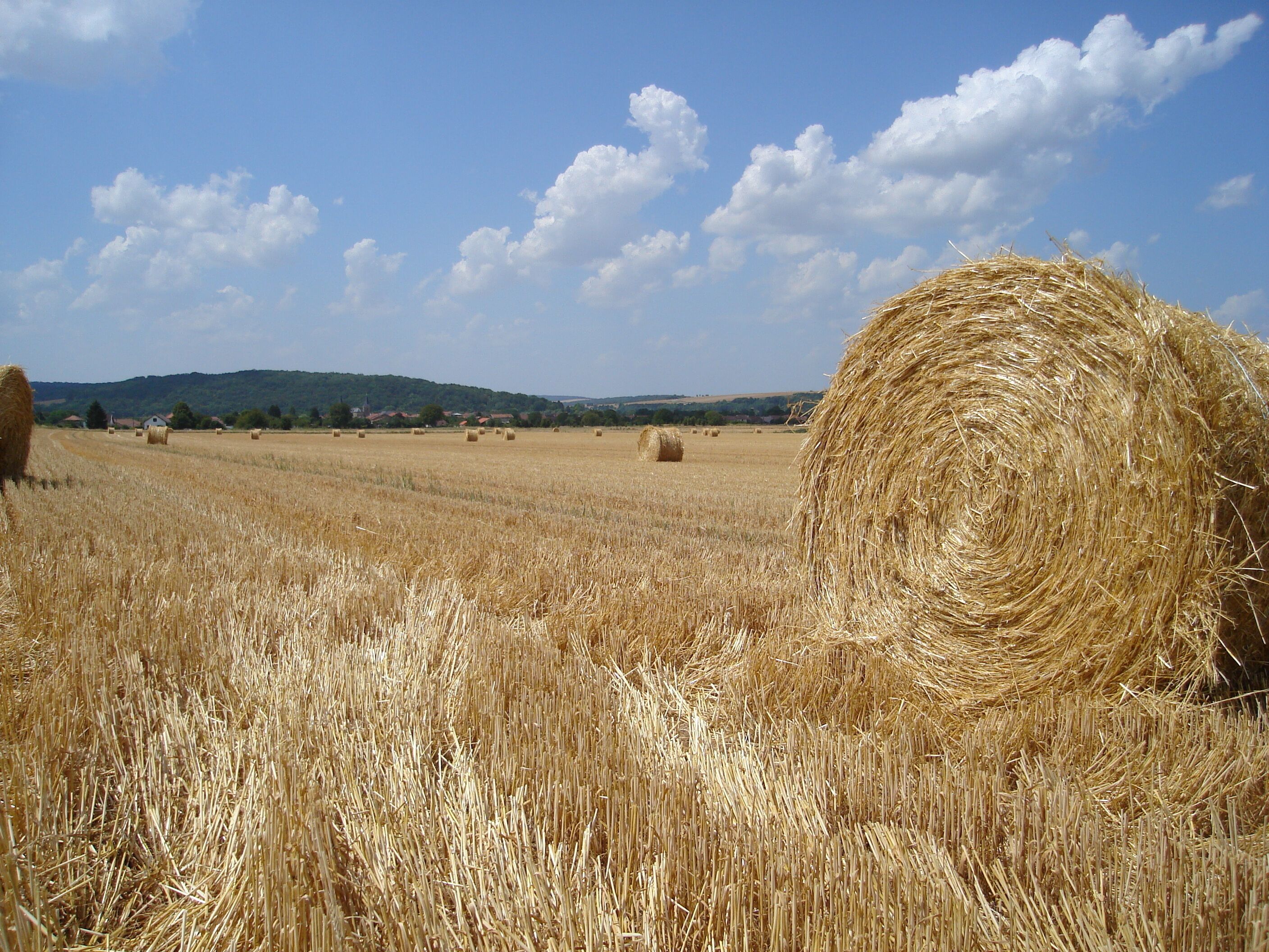 A field of golden wheat with hay bales and a clear blue sky.