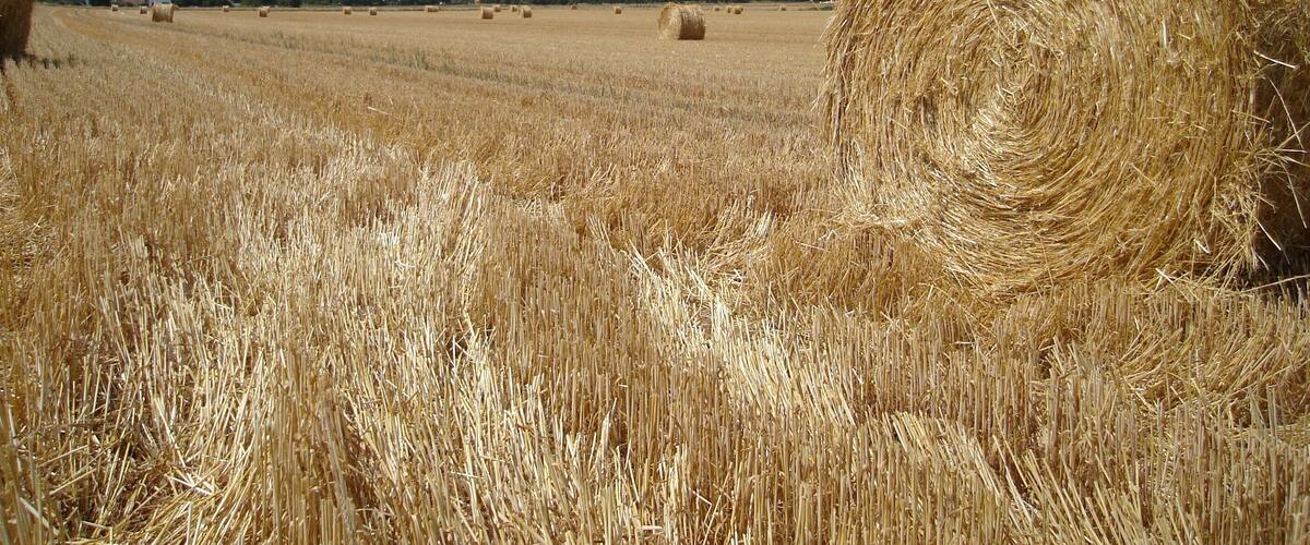 A field of golden wheat with hay bales and a clear blue sky.