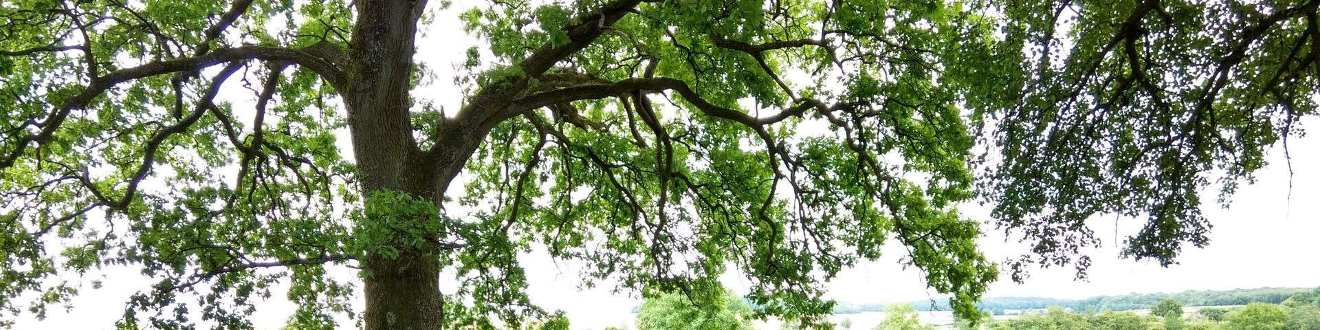 Jüdischer Friedhof Waldwisse