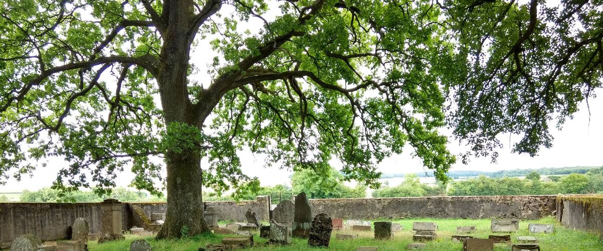 A cemetery with gravestones and a large tree in the center.