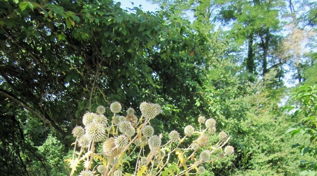 Ancien Canal du Rhône au Rhin near Neuf Brisach, Alsace, France