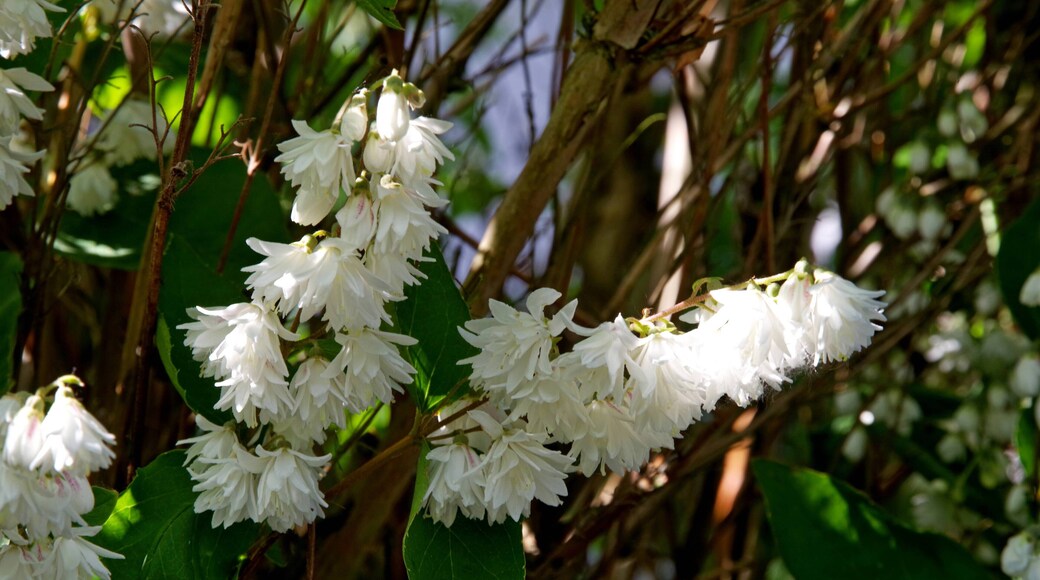 Blüten eines Busches, den ich in Frankreich gesehen habe.