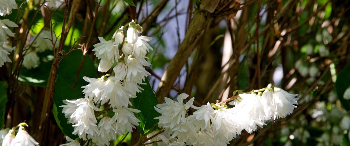 Clusters of white flowers with green leaves on a tree.