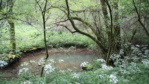 De Conroy an der Fosse aux Porcs am Staatsbësch vu Moyeuvre op der Gemengegrenz vu Lommerange mat Neufchef