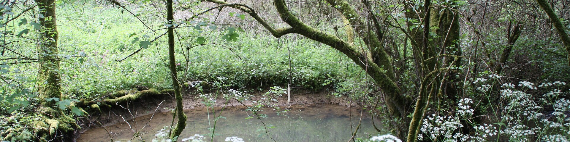 De Conroy an der Fosse aux Porcs am Staatsbësch vu Moyeuvre op der Gemengegrenz vu Lommerange mat Neufchef