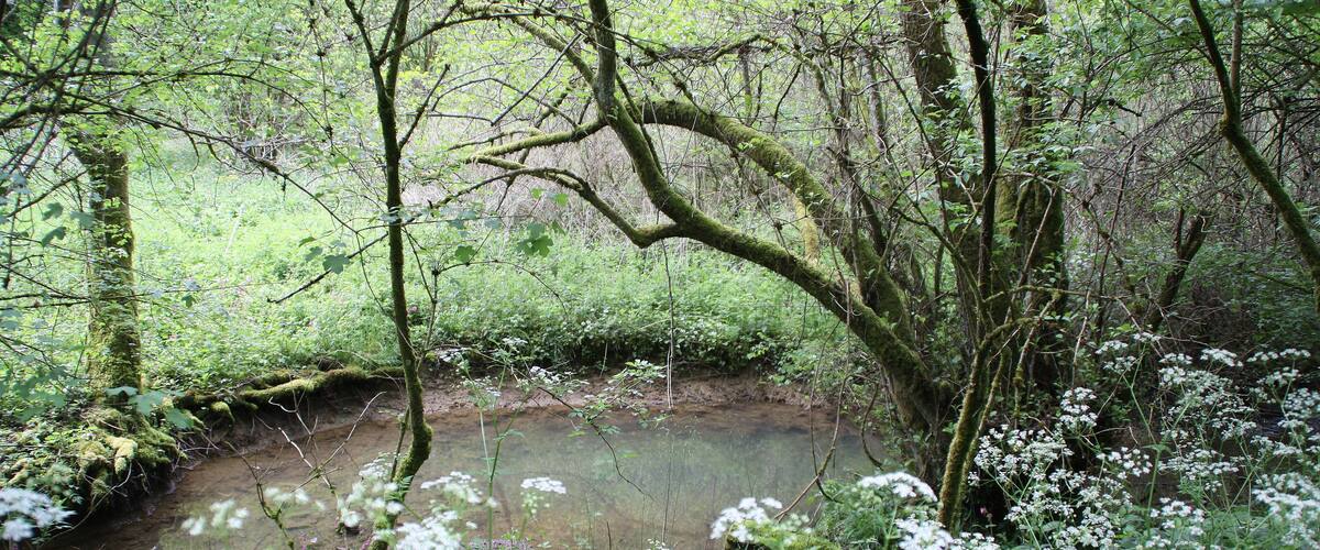 A forested area with a small stream, moss-covered trees, and white flowers.
