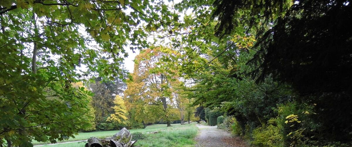 A forest path with trees and fallen leaves.