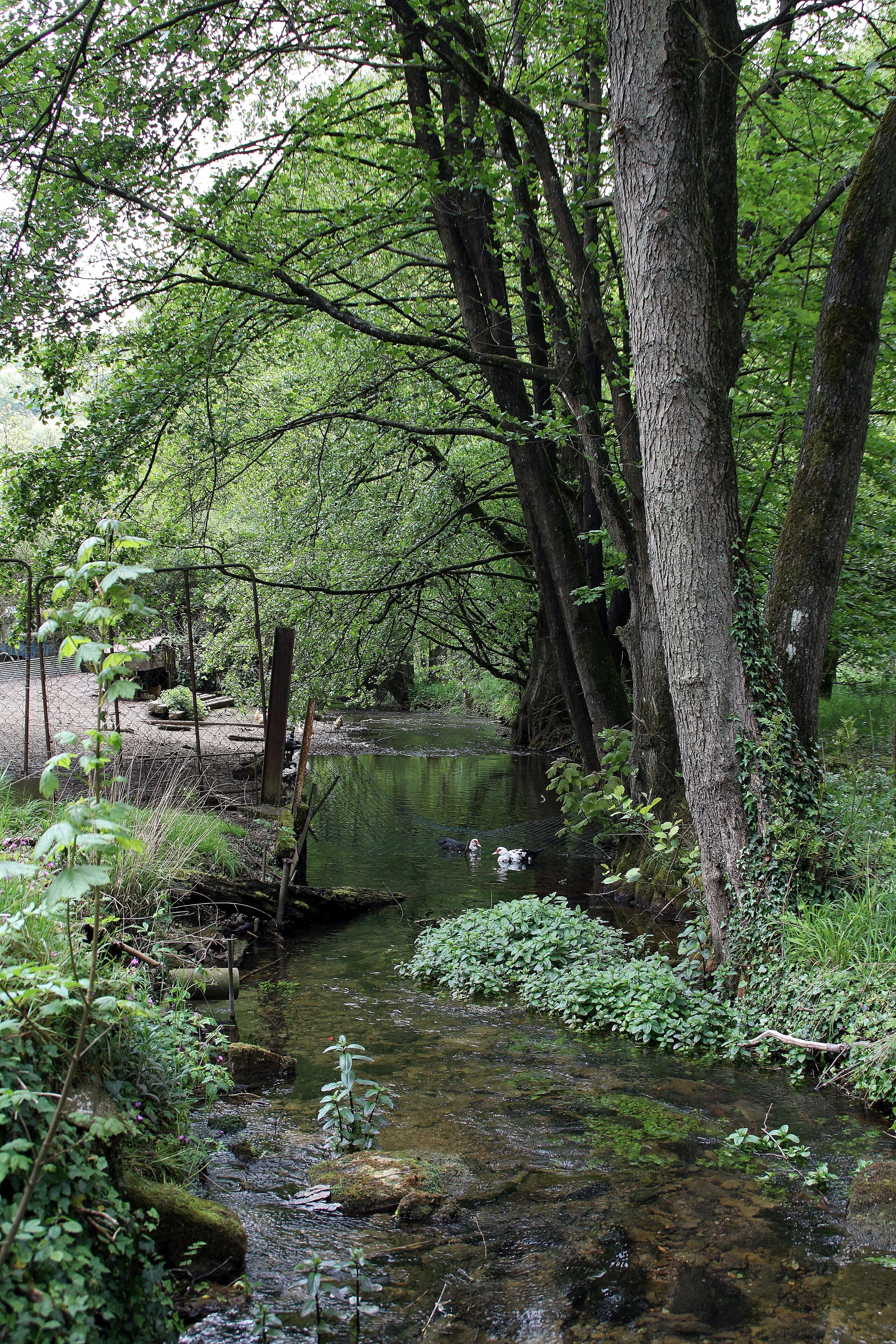 A serene forest stream with dense greenery and trees.