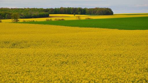 Spring around Foucaucourt-sur-Thabas (Canton Seuil-d'Argonne, Meuse department, Lorraine region, France).