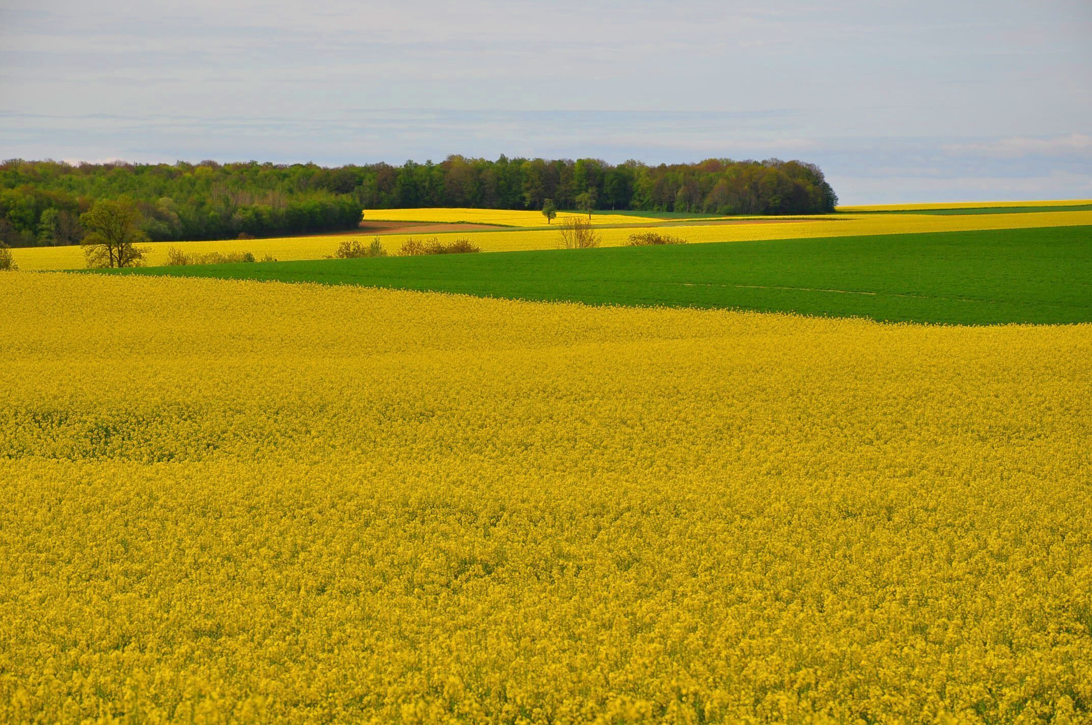 A vast field of yellow flowers, likely canola, with a forested hill in the background.