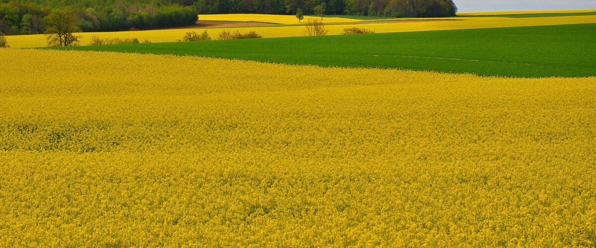 A vast field of yellow flowers, likely canola, with a forested hill in the background.