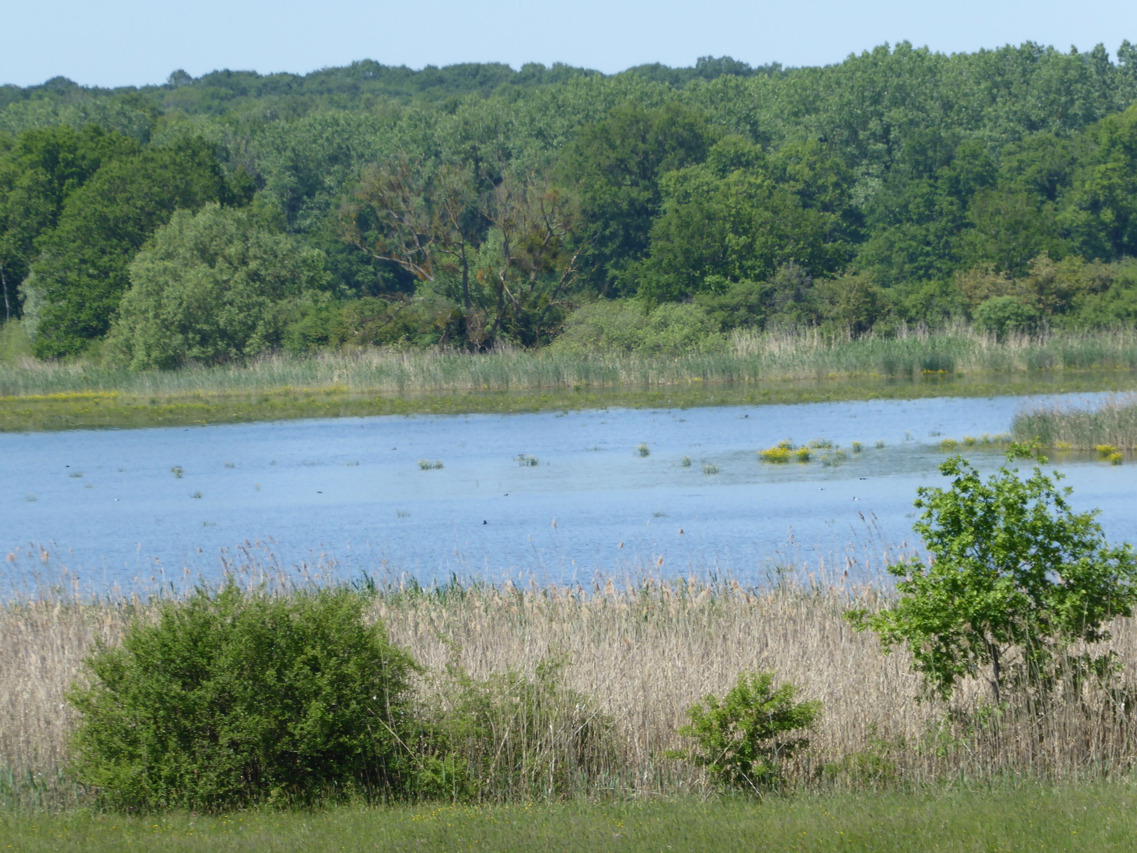 Vue sur l'étang d'Amel en direction du nord depuis l'observatoire à oiseaux sud dans la réserve naturelle régionale de l'étang d'Amel.