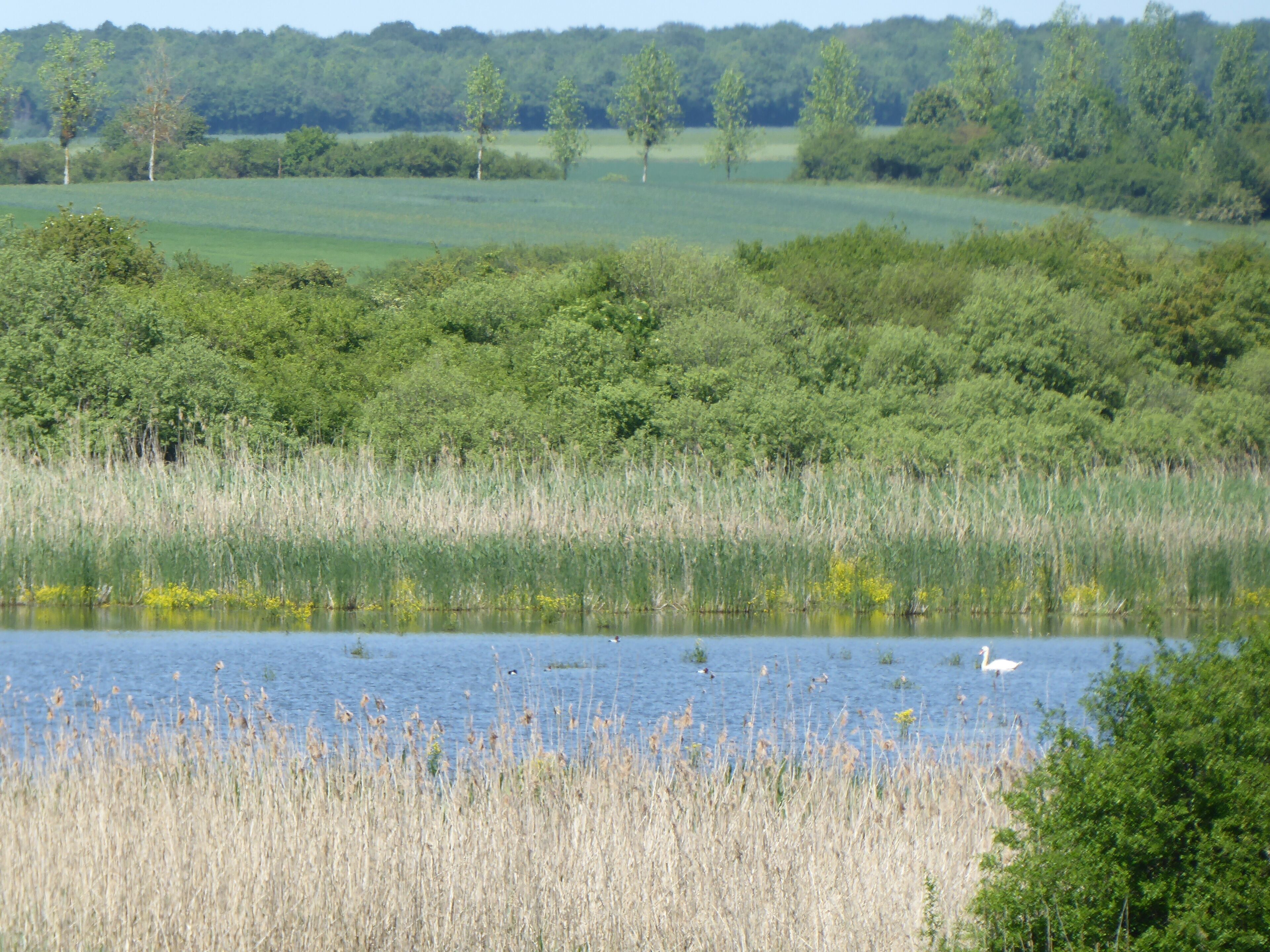 Vue sur l'étang d'Amel en direction du nord depuis l'observatoire à oiseaux sud dans la réserve naturelle régionale de l'étang d'Amel.
