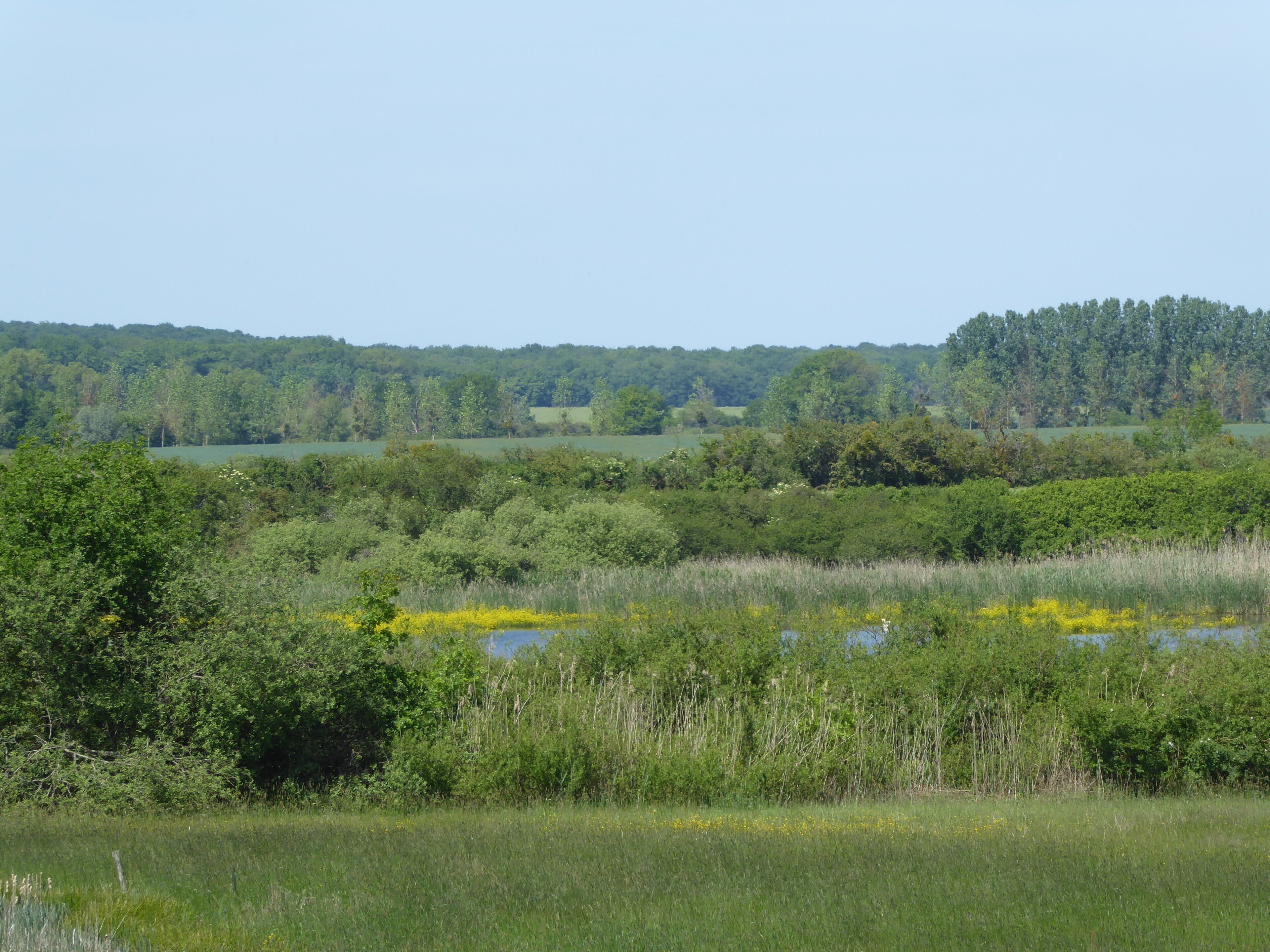A lush green landscape with a lake, dense trees, and a clear sky.