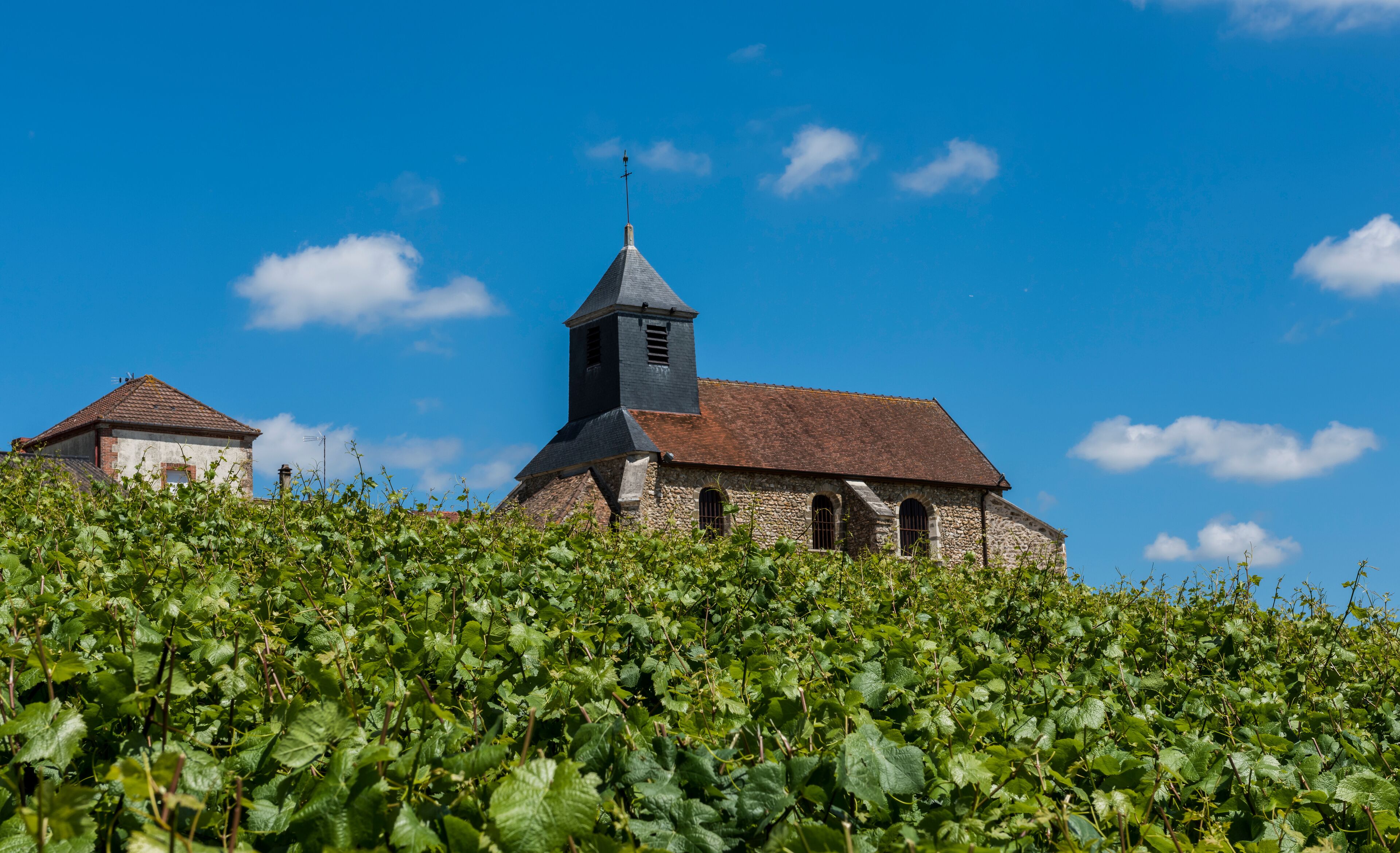 Mutigny Church Vineyard