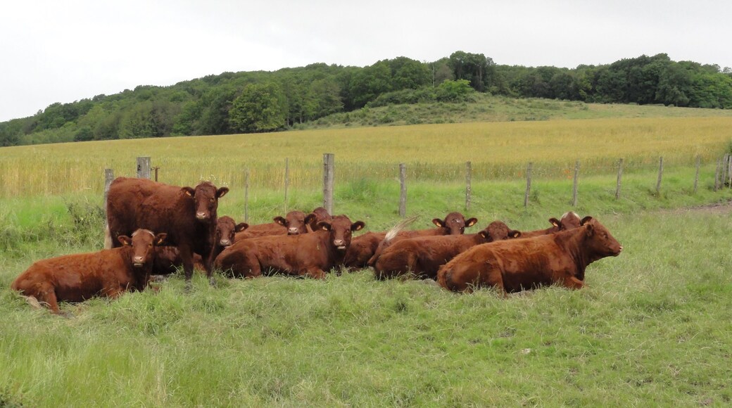 Haussonville (M-et-M) paysage avec vaches