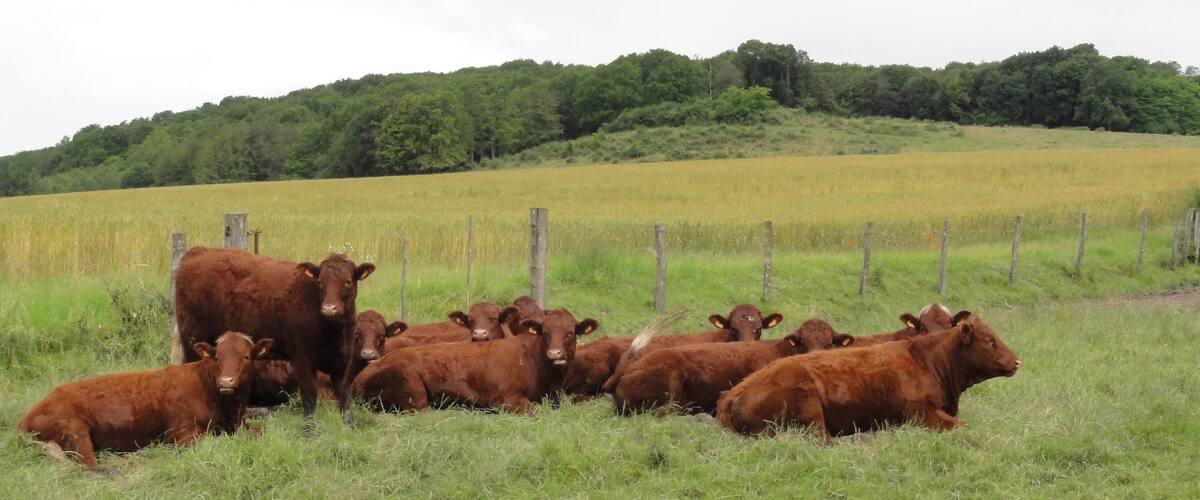 A herd of brown cattle resting in a grassy field with a fence and trees in the background.