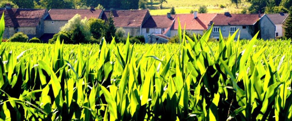A rural landscape with a field of crops in the foreground and houses with red roofs in the background.