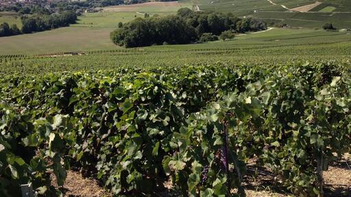 My favouite Champagne grows there. Go say hello to producer Mr Lasseaux and taste his "demi-sec". Best drink ever, for just 14€ per bottle!