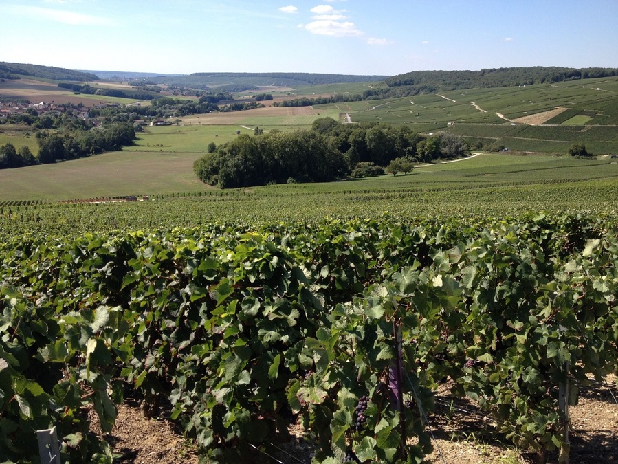 My favouite Champagne grows there. Go say hello to producer Mr Lasseaux and taste his "demi-sec". Best drink ever, for just 14€ per bottle!