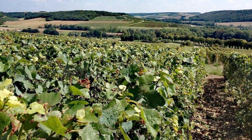 No, it’s not Reims or Épernay… It’s Côte des Bar, in Arrentières, Champagne-Ardennes, France. This vineyard plot is called “Côte aux ligneux”. Enjoy a glass of champagne from a local independent “vigneron” during the #LaRouteduChampagne and visit an exceptional region for your next holidays! #Champagneenfête #lifeatexpedia #green