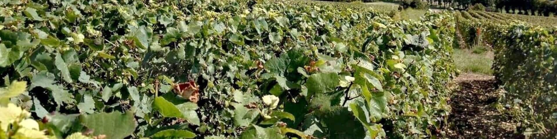 No, itâs not Reims or Ăpernay⊠Itâs CĂŽte des Bar, in ArrentiĂšres, Champagne-Ardennes, France. This vineyard plot is called âCĂŽte aux ligneuxâ. Enjoy a glass of champagne from a local independent âvigneronâ during the #LaRouteduChampagne and visit an exceptional region for your next holidays! #ChampagneenfĂȘte #lifeatexpedia #green