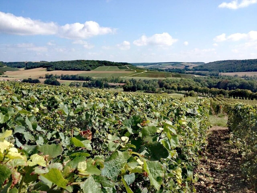 No, it’s not Reims or Épernay… It’s Côte des Bar, in Arrentières, Champagne-Ardennes, France. This vineyard plot is called “Côte aux ligneux”. Enjoy a glass of champagne from a local independent “vigneron” during the #LaRouteduChampagne and visit an exceptional region for your next holidays! #Champagneenfête #lifeatexpedia #green