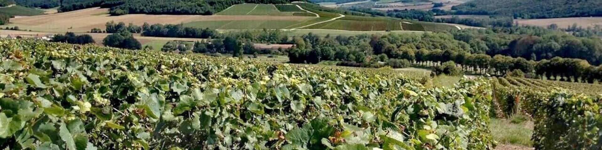 No, it’s not Reims or Épernay… It’s Côte des Bar, in Arrentières, Champagne-Ardennes, France. This vineyard plot is called “Côte aux ligneux”. Enjoy a glass of champagne from a local independent “vigneron” during the #LaRouteduChampagne and visit an exceptional region for your next holidays! #Champagneenfête #lifeatexpedia #green