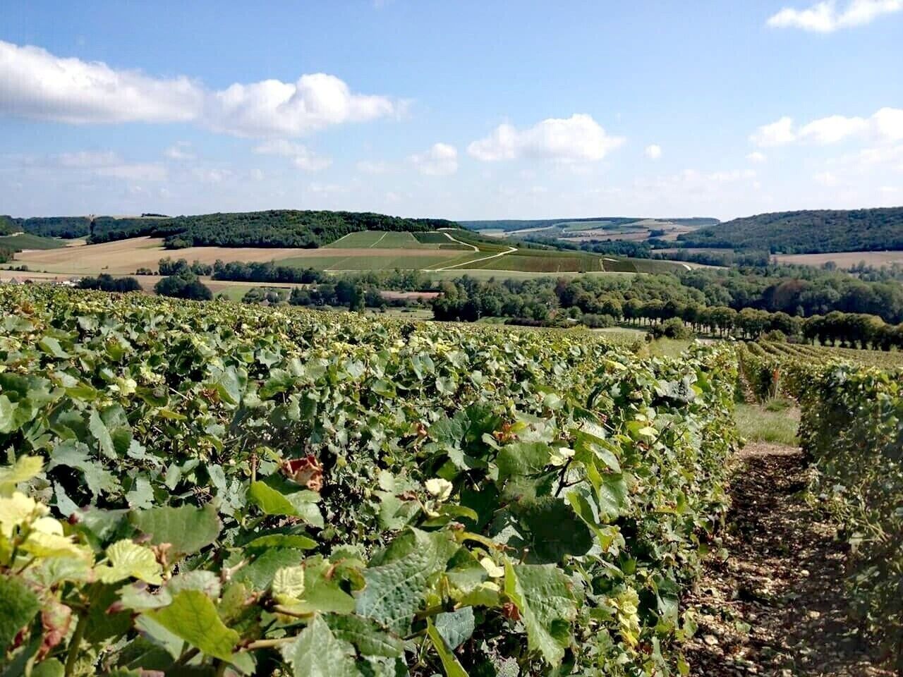 A vineyard with rows of grapevines under a clear sky.