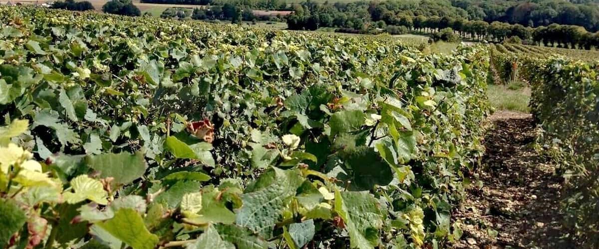 A vineyard with rows of grapevines under a clear sky.