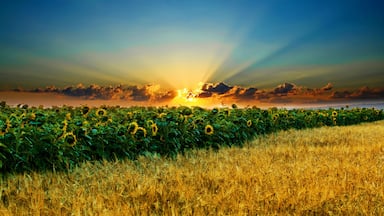 A sunflower field at sunset with rays of sunlight piercing through the clouds.