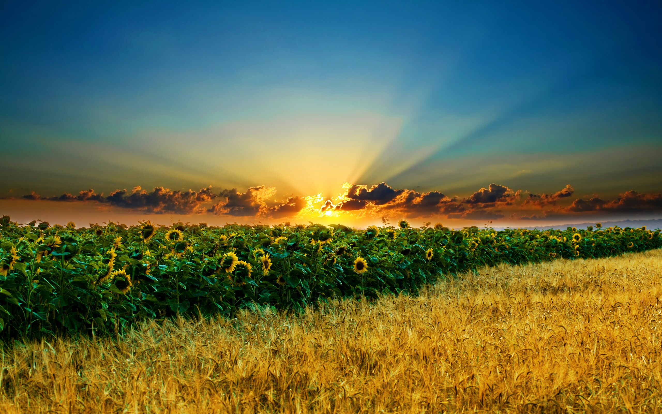 A sunflower field at sunset with rays of sunlight piercing through the clouds.