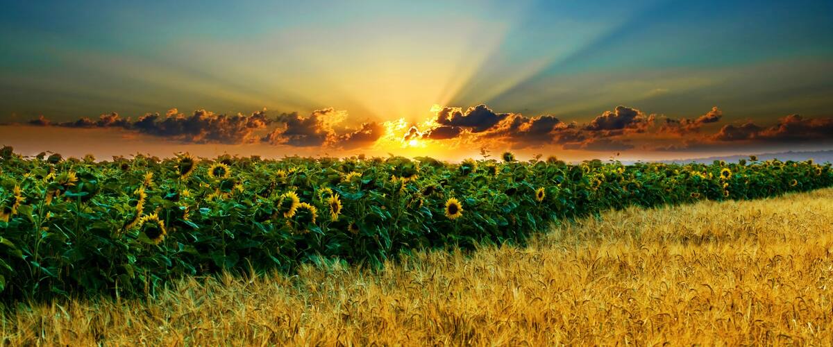 A sunflower field at sunset with rays of sunlight piercing through the clouds.