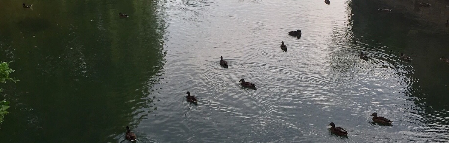 A calm river with ducks swimming, surrounded by greenery and buildings.