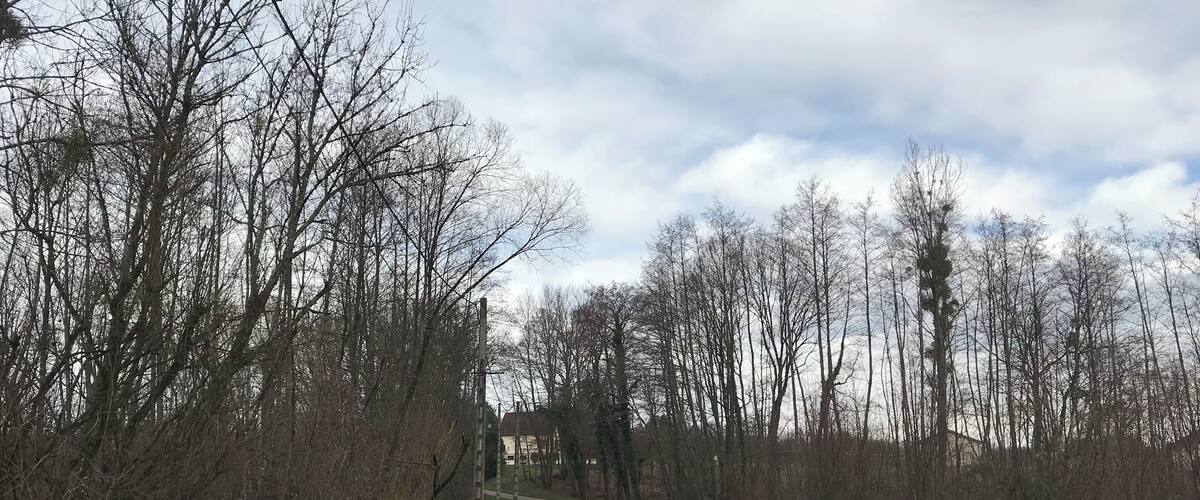 A rural road flanked by leafless trees and a grassy verge.