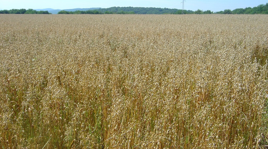 Champs de blé au Mont